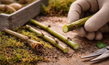 Живой черенок сгибается и имеет светлую древесину