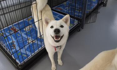 Японский приют Wansfree планирует принимать до 300 собак к 2028 году — SCMP
