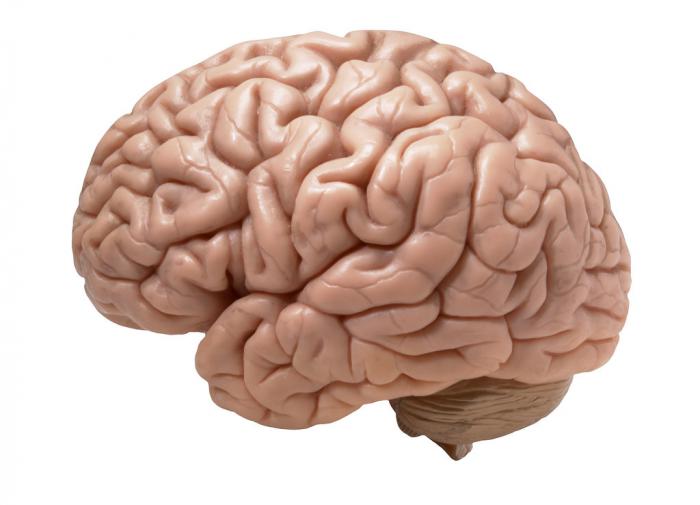 Разработан новый метод 3D-печати, который может помочь в лечении травм головного мозга