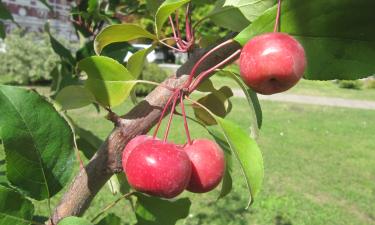 Кислые, сладкие, пряные: маленькие плоды яблок удивляют сильнее больших собратьев