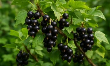 Один ковш этого настоя — и смородина сходит с ума: ветки ломятся от ягод всё лето