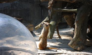 Ближайшие эволюционные родственники человека выглядят куда менее "верными" партнёрами