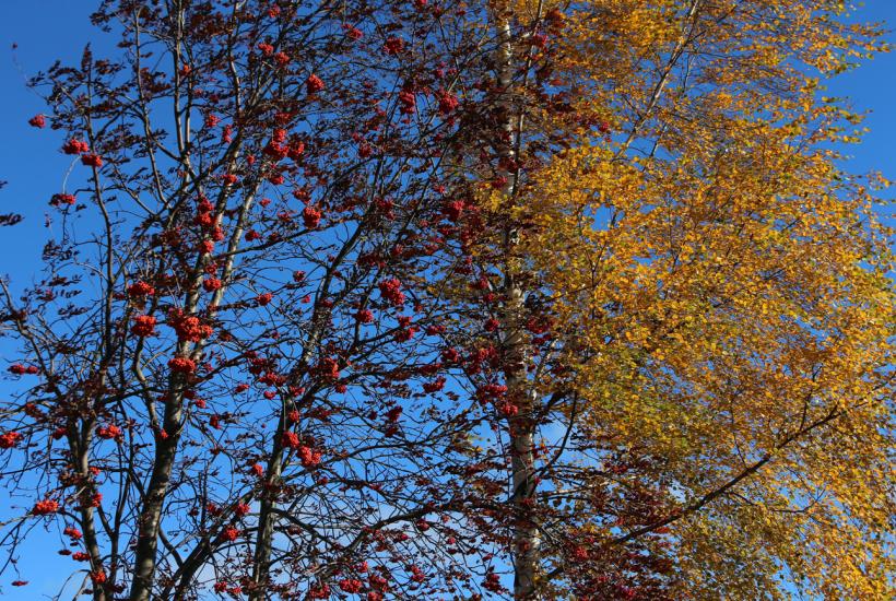 Осень, рябина