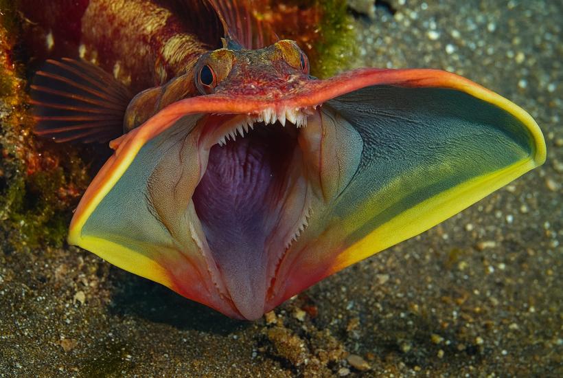 Саркастический бахромоголов под водой