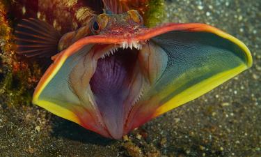 Широкий рот саркастического бахромоголова служит оружием в драках — Jaaj Club