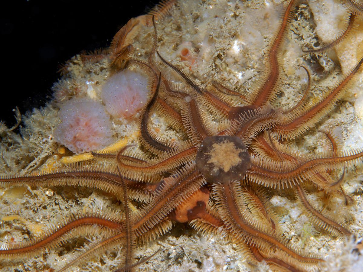 Секреты офиур: как это создание восстанавливает свои утраченные руки