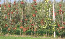 Компактный сад или дорогое разочарование: колонновидные яблони проверили на практике
