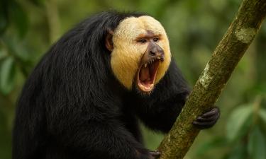 Голос джунглей, от которого спасения нет: кто орёт так, что даже удавы затыкают уши