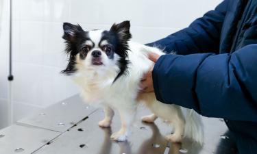 Любите — значит спрашивайте: 5 тем, о которых нельзя молчать на приёме у ветеринара