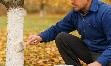 Побелка стволов зимой предотвращает солнечные ожоги — садовод Татьяна Светлая