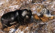 Козла Тимура и тигра Амура временно разлучили