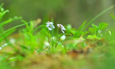 Полина Диброва рассказала бывшему, что испытывает сильные чувства к миллиардеру