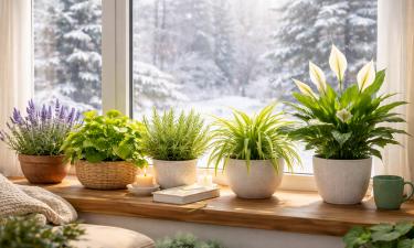 Мучнистые червецы вызывают гибель комнатных растений