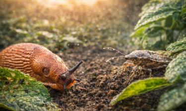 Клопы-полифаги поражают сотни видов растений