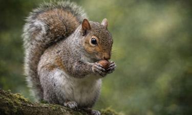 Тысячи тайников и почти ни одной ошибки: секрет феноменальной памяти белок
