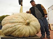 Меняем ГМО китайские на российские