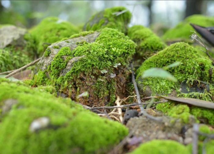 Польза под ногами: как мох спасает мир