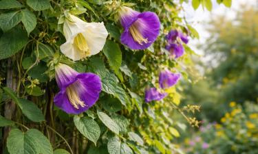 Однолетние лианы за сезон вырастают до 4–5 метров