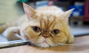 Почему так сложно дрессировать кошек? Названы главные причины