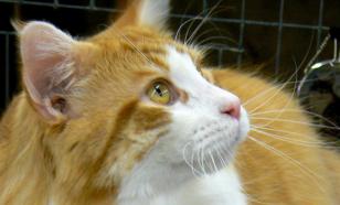 Три породы кошек, которые впечатляют своими размерами