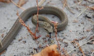 Природа сошла с ума: змеи в Подмосковье отменили спячку из-за аномально тёплой погоды