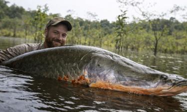 Арапаима погибает через 15–20 минут без доступа к воздуху