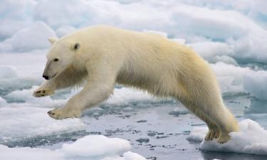 Учёные зафиксировали 21 случай смертельного нападения белых медведей