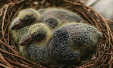 Голуби — единственные птицы без детства? Почему никто никогда не видел их птенцов