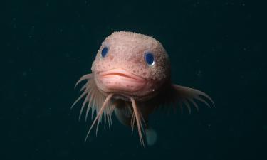 Морские слизни считаются самыми глубоководными рыбами на Земле