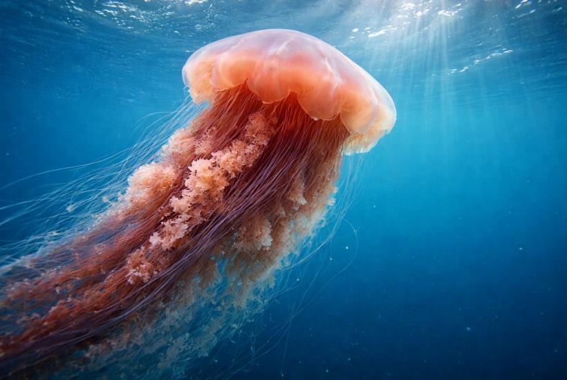 Медуза в океане