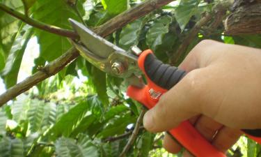 Откажитесь от осенней обрезки боярышника — и оставите растению и цветы, и ягоды