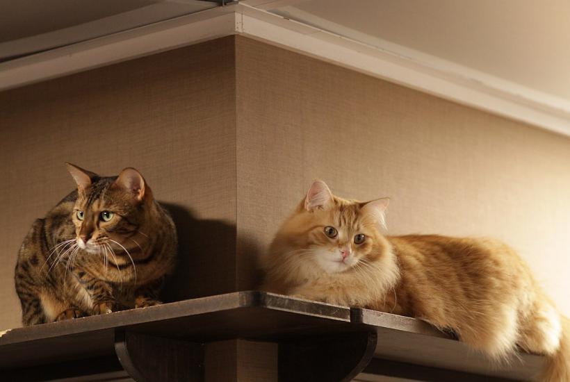 Коты Коты