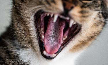 Сувенир из отпуска — смертельный вирус: бешенство снова унесло жизнь туриста