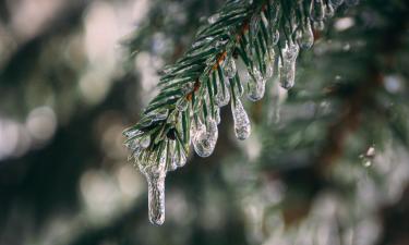 Обледенение зимой увеличивает нагрузку на кроны деревьев — специалисты