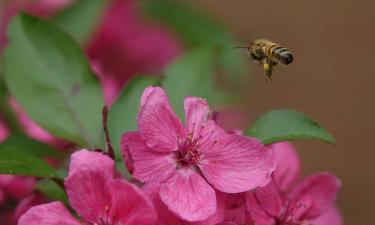 Микробиом диких пчёл используют для оценки экологического состояния городов — Earth