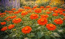 Огненные цветы размером с блюдце: однолетник, который невозможно не заметить