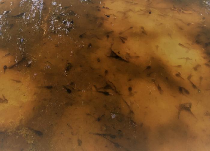 На "Розе Хутор" заботятся о краснокнижных земноводных