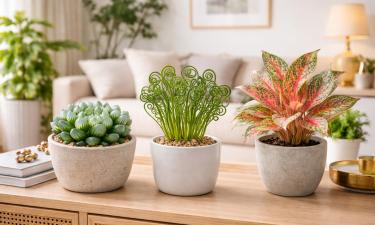 Листья закручиваются, светятся и переливаются: растения с инопланетным характером