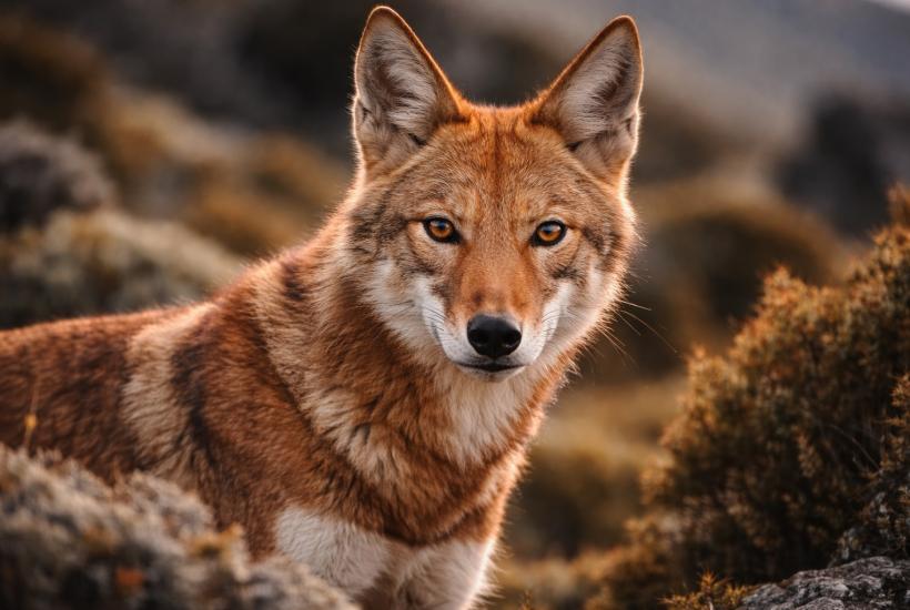 Эфиопский волк