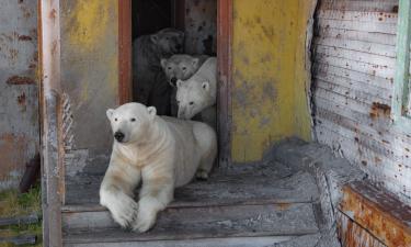 Лаборатории замолчали, но жизнь вернулась: что творится на заброшенном арктическом острове