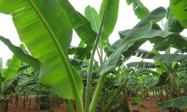 Первый урожай бананов в Ставрополье: что известно о проекте, который всколыхнул рынок