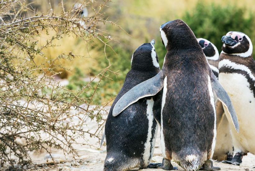 Пингвины