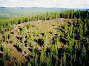 Найдены обломки тунгусского метеорита