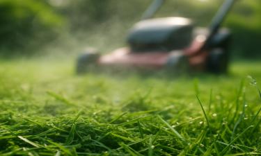 Владельцы обязаны косить траву на прилегающей территории — юрист Ковалева