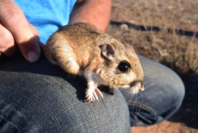 Кенгуровый прыгун