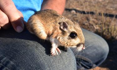 Обитатели пустынь переходят на ночной режим ради экономии воды — National Geographic