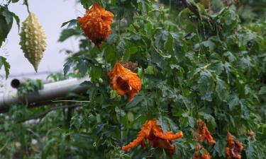 Момордика формирует сладкие плоды в тепле и влажности