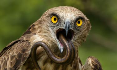 Птица, перед которой пасуют змеи: её способ охоты выходит за рамки привычного