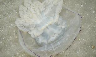 Украинская блогерша обвинила Крымский мост в гибели медуз