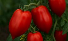 Легендарный томат для сложного климата: урожай радует, когда другие сорта сдаются